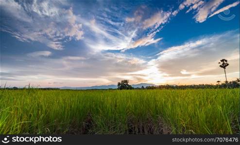Rice field with blue sky in Thailand