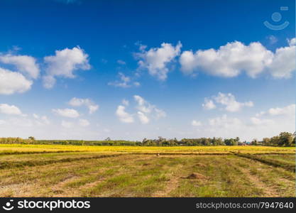 Rice field with blue sky in Thailand