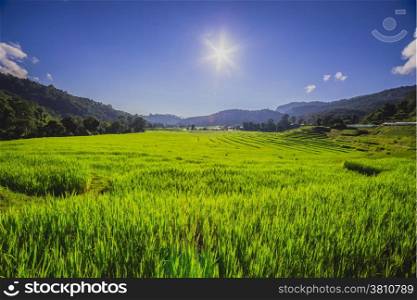 Rice field with sun