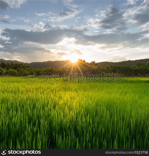 Rice field with sun light at Nan province, North of Thailand.