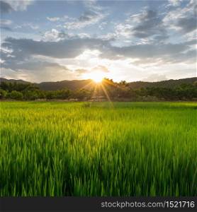 Rice field with sun light at Nan province, North of Thailand.