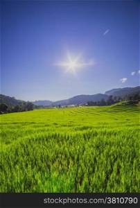 Rice field with sunny