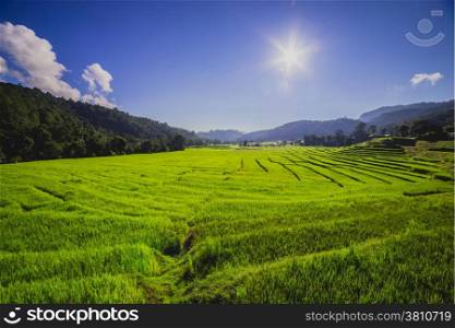 Rice field with Suny