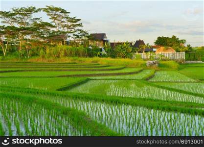 Rice fields and Balinese village at sunset. Bali island, Indonesia