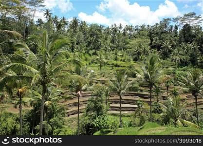 Rice fields and palm trees in bali