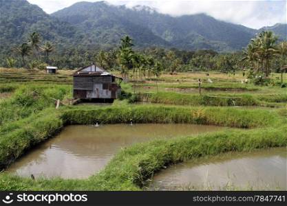 Rice fields and ponds near mountain in Indonesia