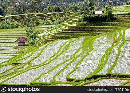 Rice fields and rice terraces in Bali Indonesia