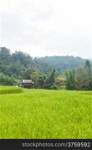 Rice fields have a house on a hill. Acreage of farming on the mountain.