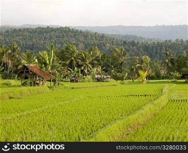Rice fields in bali