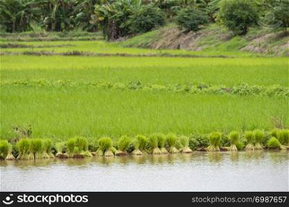 Rice fields in rural Thailand,