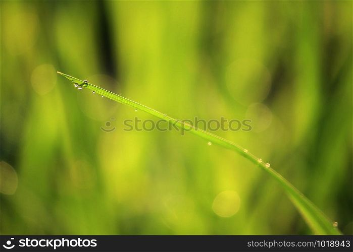 Rice fields in the morning