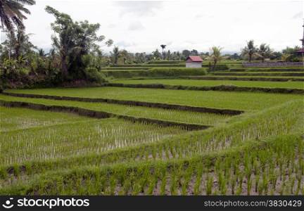 Rice fields in Ubud Bali in Indonesia