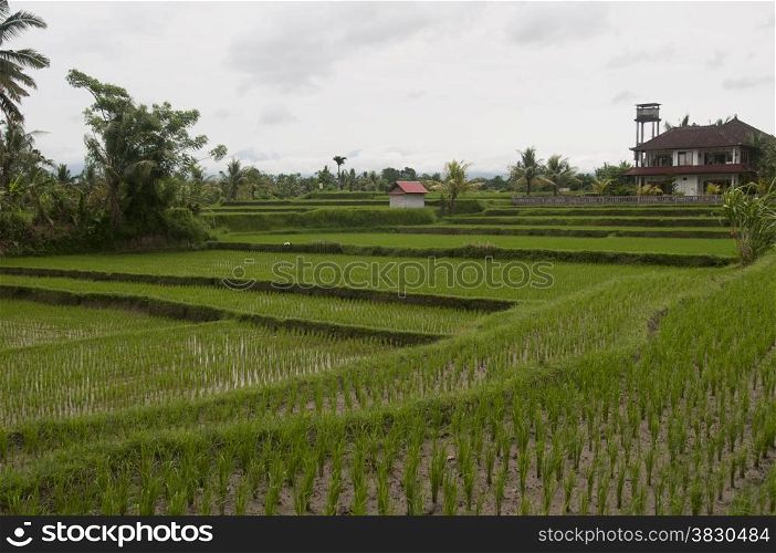 rice fields in Ubud Bali Indonesia