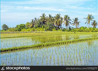 Rice fields near Tanah Lot on Bali Indonesia
