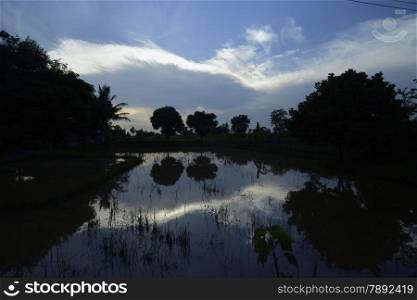 Rice fields near the city of Amnat Charoen in the Provinz Amnat Charoen in the northwest of Ubon Ratchathani in the Region of Isan in Northeast Thailand in Thailand.&#xA;