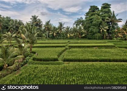 rice fields on bali