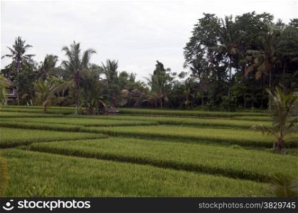 rice fields on bali with tropical palmtrees as background