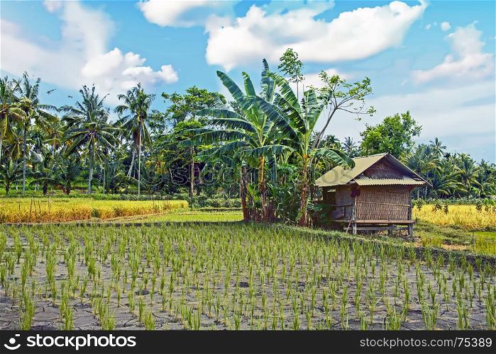 Rice fields on Lombok in Indonesia