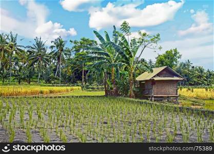 Rice fields on Lombok in Indonesia