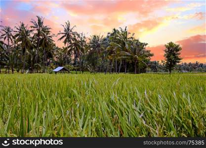 Rice fields on Lombok in Indonesia at sunset