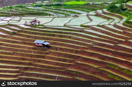 Rice fields on terraced at Chiang Mai, Thailand