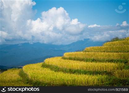 Rice fields on Terraced in Pa Bong Piang Rice Terraces, Thailand Rice fields prepare the harvest at Northwest Thailand.