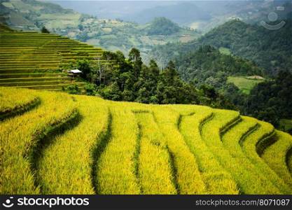 Rice fields on terraced in rainny season at Mu Cang Chai, Yen Bai, Vietnam. Rice fields prepare for transplant at Northwest Vietnam