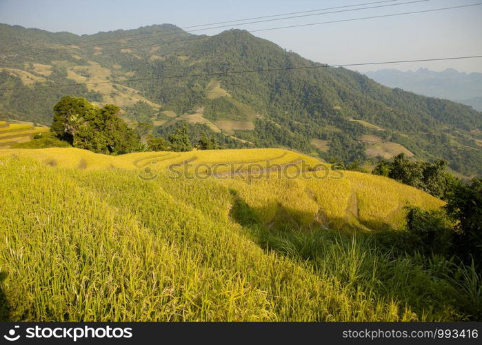 Rice fields on terraced of Khuoi My, Ha Giang province, North Vietnam