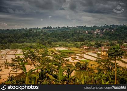 Rice fields where rice is grown in the traditional way, Sukabumi, West Java