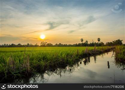 Rice fields with solar sky