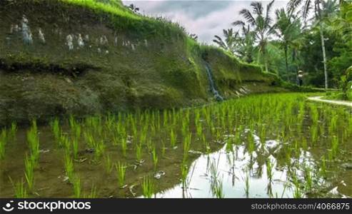 Rice fileds on hills and farmer in a straw hat