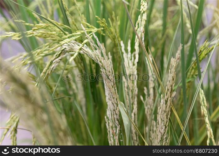 rice for harvest in farm paddy field