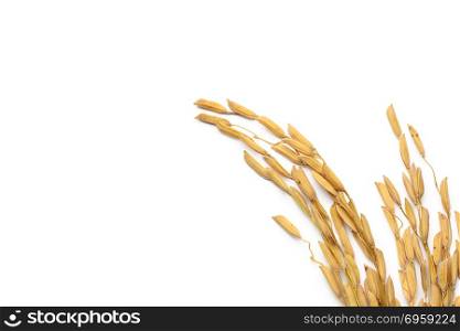 Rice grain isolated on white. Rice grain