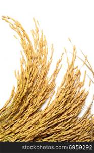 Rice grain isolated on white. Rice grain