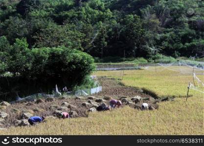 Rice harvesting on the field near forest, Indonesia