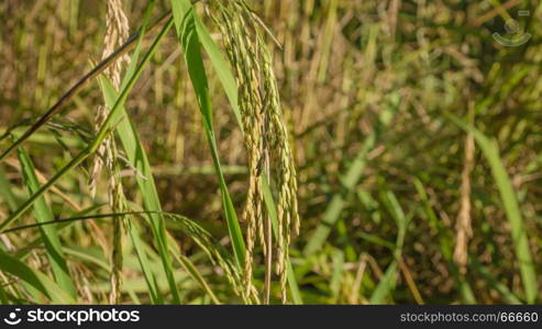 Rice in Field. close up of yellow green rice field