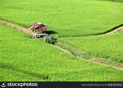 rice in paddy field with rural cottage