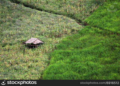 rice in paddy field with rural cottage