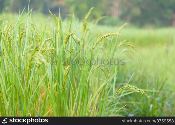 rice in rice field Agricultural areas with upland rice.