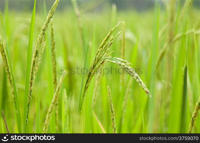 rice in rice field Crops close to harvest within agricultural areas.