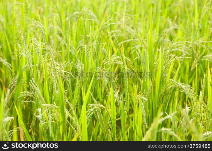 rice in rice field Crops close to harvest within agricultural areas.