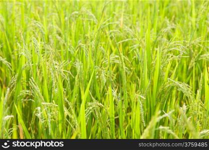 rice in rice field Crops close to harvest within agricultural areas.
