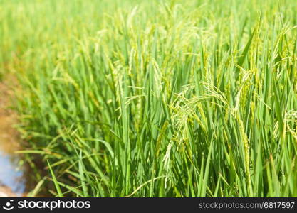 Rice in the rice fields. Arable farming Rice growing green.