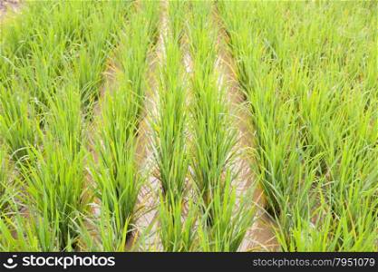 Rice in the rice fields. Crops grown in a long line up neatly.
