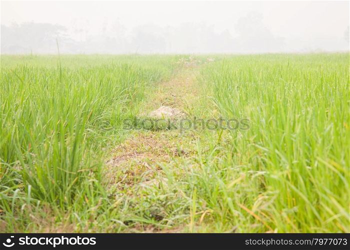 Rice in the rice fields. Crops grown in a long line up neatly.