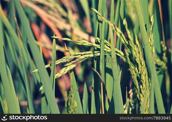Rice is the seed of the monocot plants Oryza sativa (Asian rice) or Oryza glaberrima (African rice). As a cereal grain, it is the most widely consumed staple food for a large part of the world&rsquo;s human population, especially in Asia.
