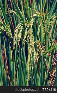 Rice is the seed of the monocot plants Oryza sativa (Asian rice) or Oryza glaberrima (African rice). As a cereal grain, it is the most widely consumed staple food for a large part of the world&rsquo;s human population, especially in Asia.