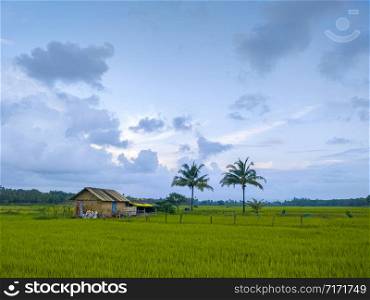 Rice Paddies, Coastal India, Monsoon, Goa
