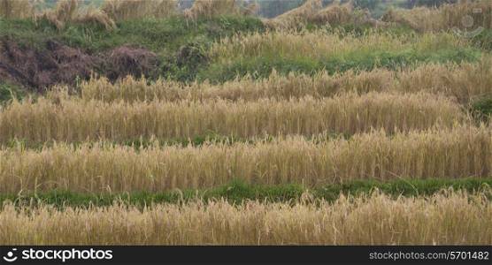 Rice paddies in a valley, Punakha Valley, Punakha District, Bhutan
