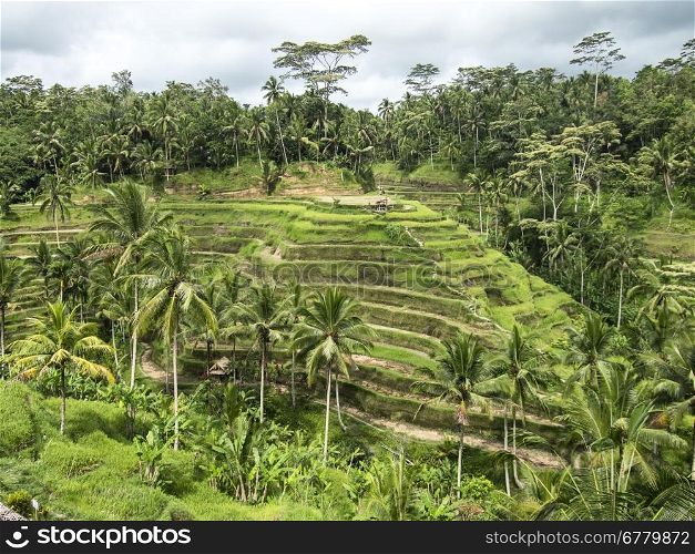 Rice paddies on a steep hill are terraced along the contours of the hillside to create growing areas on a farm on the island of Bali in Indoneisa.